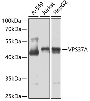 VPS37A Antibody in Western Blot (WB)