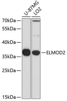 ELMOD2 Antibody in Western Blot (WB)