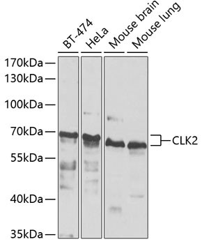 CLK2 Antibody in Western Blot (WB)