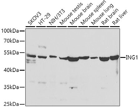 ING1 Antibody in Western Blot (WB)