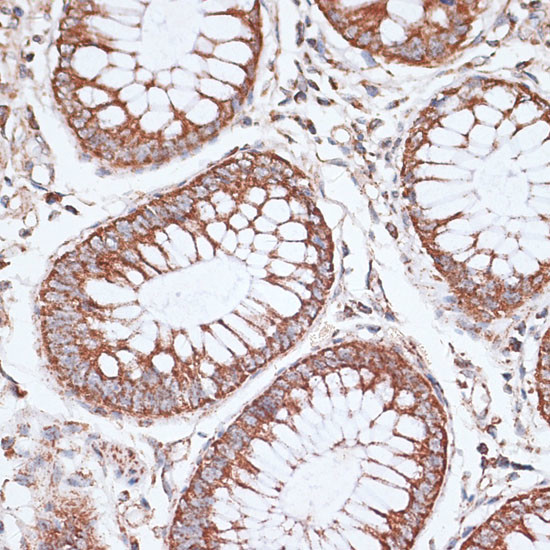 KCNS3 Antibody in Immunohistochemistry (Paraffin) (IHC (P))
