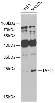 TAF11 Antibody in Western Blot (WB)