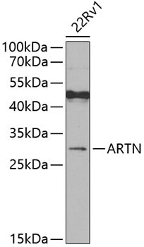 Artemin Antibody in Western Blot (WB)