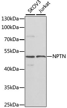 Neuroplastin Antibody in Western Blot (WB)