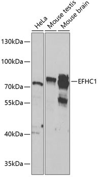 EFHC1 Antibody in Western Blot (WB)