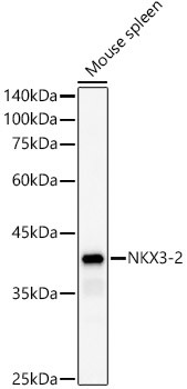 Nkx3.2 Antibody in Western Blot (WB)