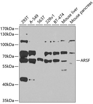 Arylsulfatase F Antibody in Western Blot (WB)