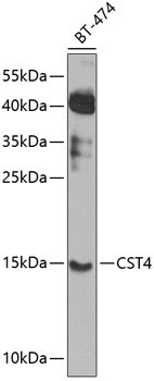 Cystatin S Antibody in Western Blot (WB)