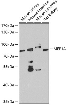 MEP1A Antibody in Western Blot (WB)