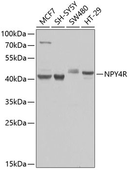 NPY4R Antibody in Western Blot (WB)