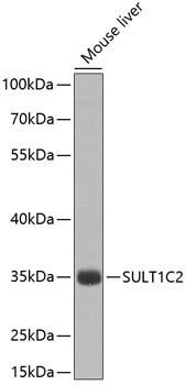 SULT1C2 Antibody in Western Blot (WB)
