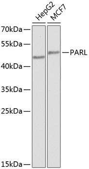 PARL Antibody in Western Blot (WB)