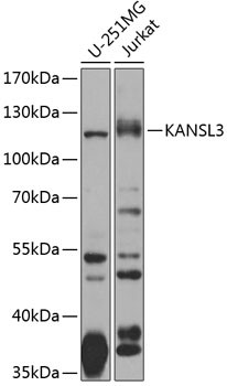 KIAA1310 Antibody in Western Blot (WB)