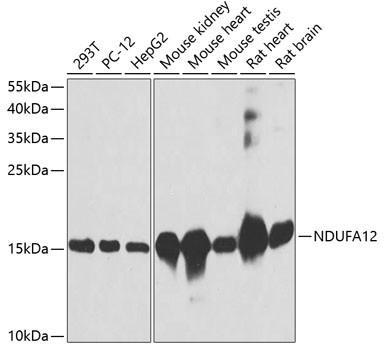NDUFA12 Antibody in Western Blot (WB)
