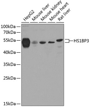 HS1BP3 Antibody in Western Blot (WB)