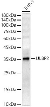 ULBP2 Antibody in Western Blot (WB)