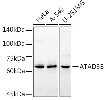 ATAD3B Antibody in Western Blot (WB)