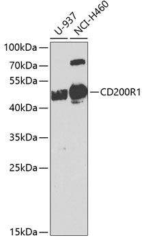 CD200R Antibody in Western Blot (WB)