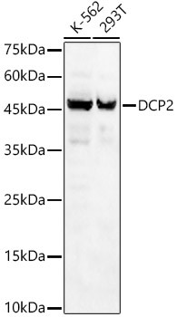 DCP2 Antibody in Western Blot (WB)
