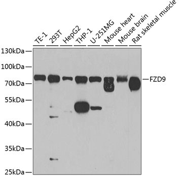 FZD9 Antibody in Western Blot (WB)