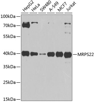 MRPS22 Antibody in Western Blot (WB)