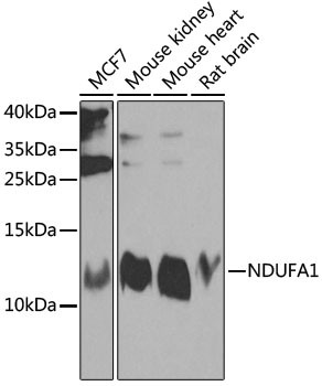 NDUFA1 Antibody in Western Blot (WB)