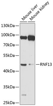 RNF13 Antibody in Western Blot (WB)