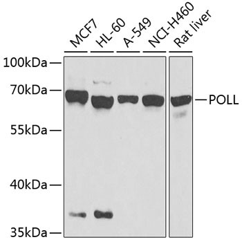 POLL Antibody in Western Blot (WB)