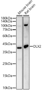 DLX2 Antibody in Western Blot (WB)
