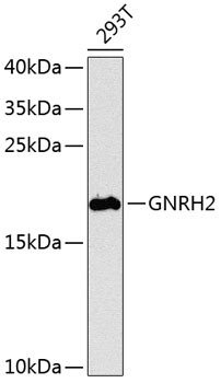 GnRH2 Antibody in Western Blot (WB)