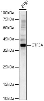 GTF3A Antibody in Western Blot (WB)