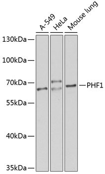 PHF1 Antibody in Western Blot (WB)