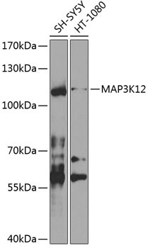 ZPK Antibody in Western Blot (WB)