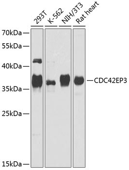 Cdc42EP3 Antibody in Western Blot (WB)