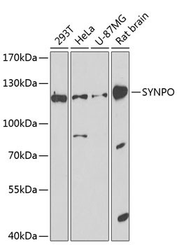 Synaptopodin Antibody in Western Blot (WB)