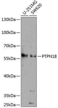 PTPN18 Antibody in Western Blot (WB)