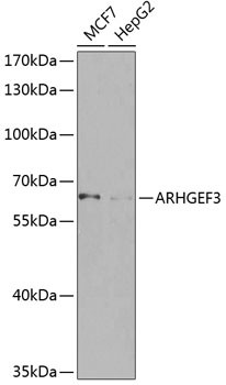 ARHGEF3 Antibody in Western Blot (WB)