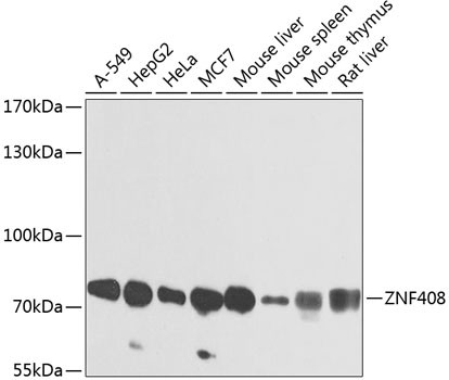 ZNF408 Antibody in Western Blot (WB)