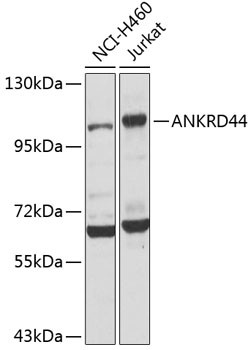ANR44 Antibody in Western Blot (WB)