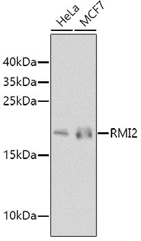 RMI2 Antibody in Western Blot (WB)