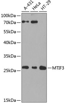 MTIF3 Antibody in Western Blot (WB)