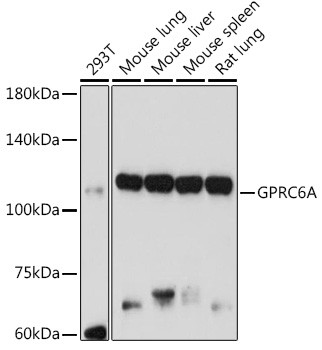 GPRC6A Antibody in Western Blot (WB)