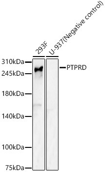 PTPRD Antibody in Western Blot (WB)