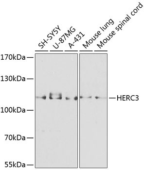HERC3 Antibody in Western Blot (WB)