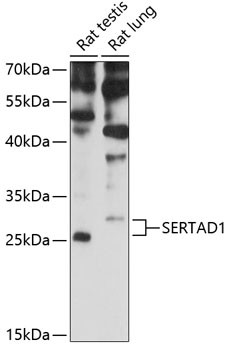 SERTAD1 Antibody in Western Blot (WB)