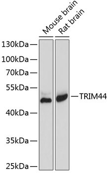 TRIM44 Antibody in Western Blot (WB)
