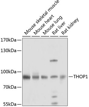 Thimet Oligopeptidase Antibody in Western Blot (WB)