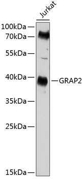 GRAP2 Antibody in Western Blot (WB)