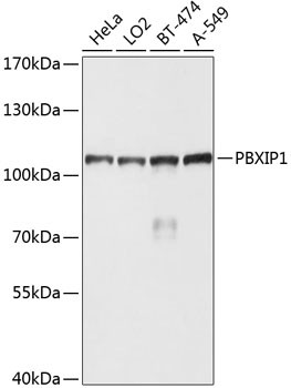 PBXIP1 Antibody in Western Blot (WB)