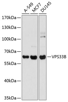 VPS33B Antibody in Western Blot (WB)